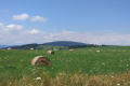 zimage00010